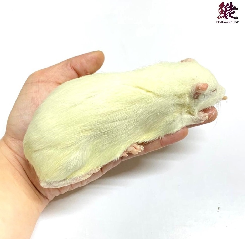 雪鼠大白 Jumbo 300g Frozen White Rat Jumbo approx. 300g